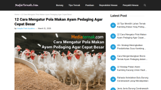 https://mediaternak.com/pola-makan-ayam-pedaging/